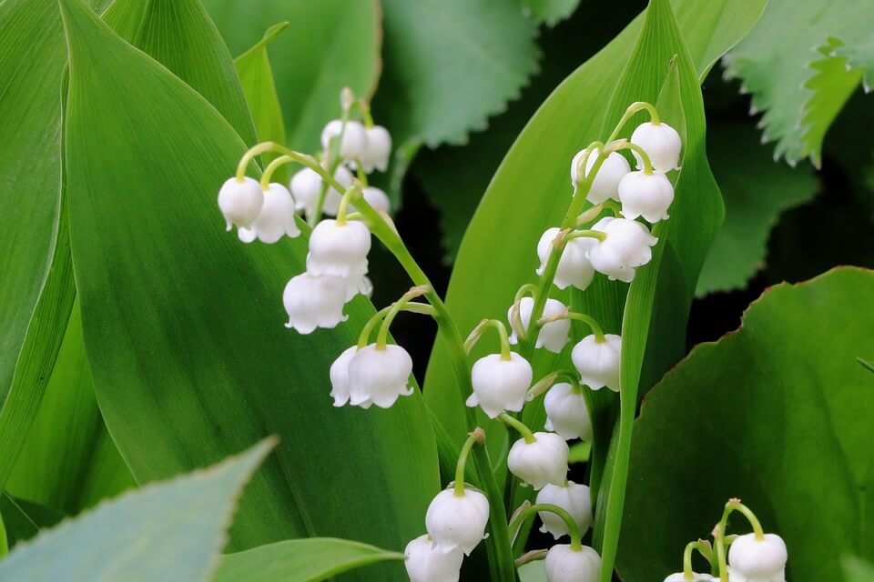 Квіти білого кольору - Конвалія звичайна (Convallaria majalis)