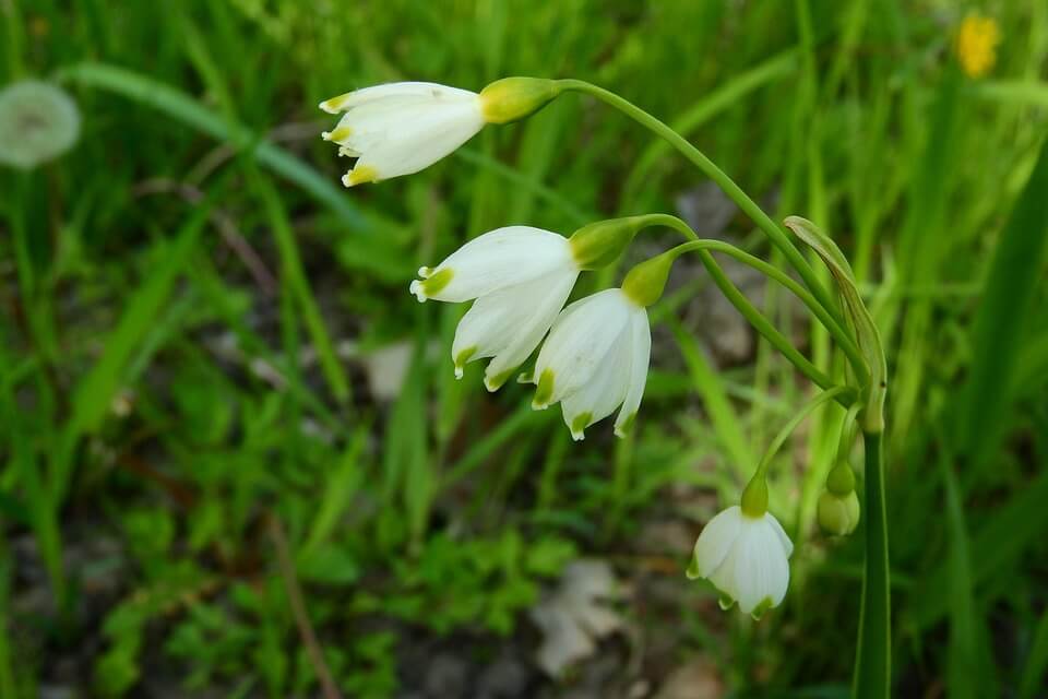 Квіти білого кольору з фото - Білоцвіт звичайний (Leucojum vernum)