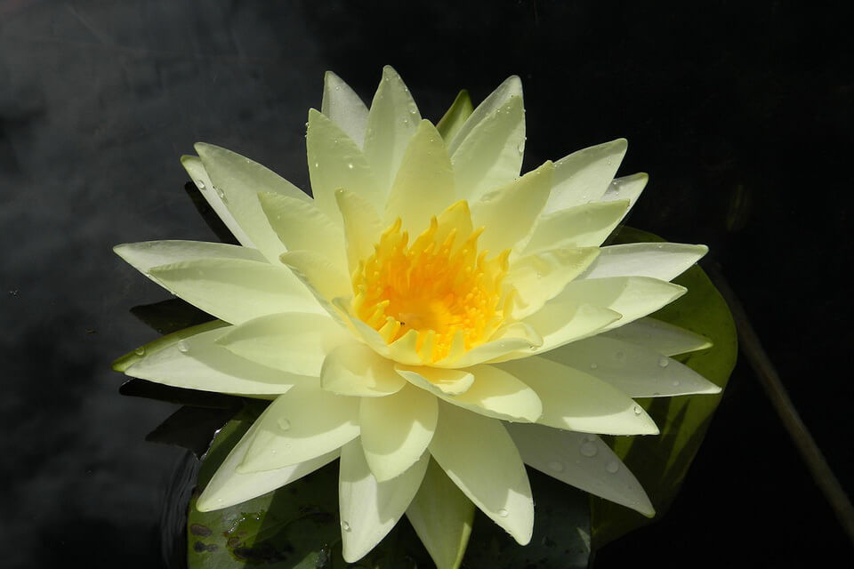 Водні квіти білого кольору - Латаття біле (Nymphaea alba)