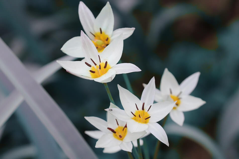 Білі квіти з фото - Тюльпан Регеля (Tulipa regelii)