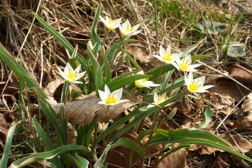 Квіти білого кольору - Тюльпан туркестанський (Tulipa turkestanica)