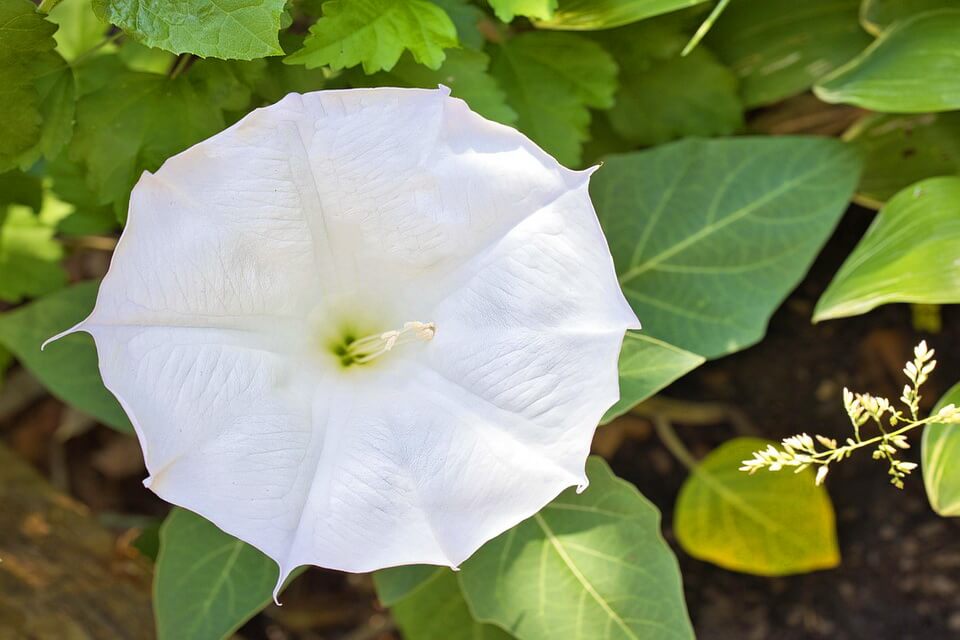 Білі квіти з фото - Іпомея біла зірка (Ipomoea alba)