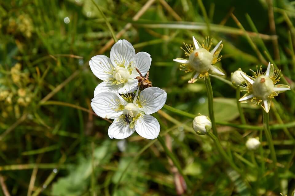Болотні рослини з білими квітами - Білозір болотяний чи болотний (Parnassia palustris)