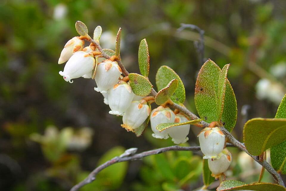 Торф’яниця чашечкова чи хамедафна чашкова (Chamaedaphne calyculata)