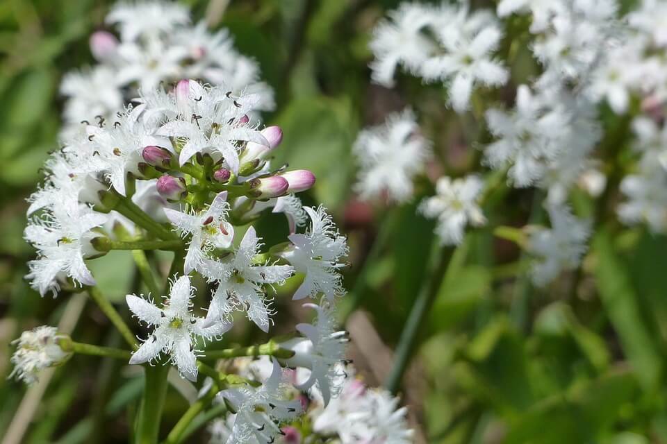 Дикі рослини з білими квітами - Бобівник трилистий (Menyanthes trifoliata)