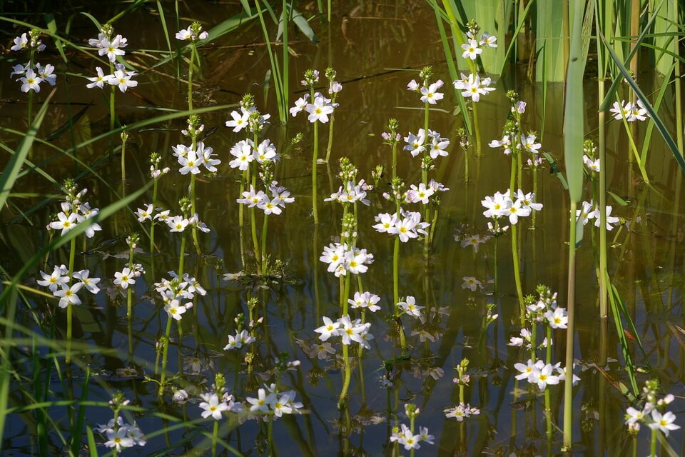 Білі квіти на водоймах - Плавушник болотяний (Hottonia palustris)