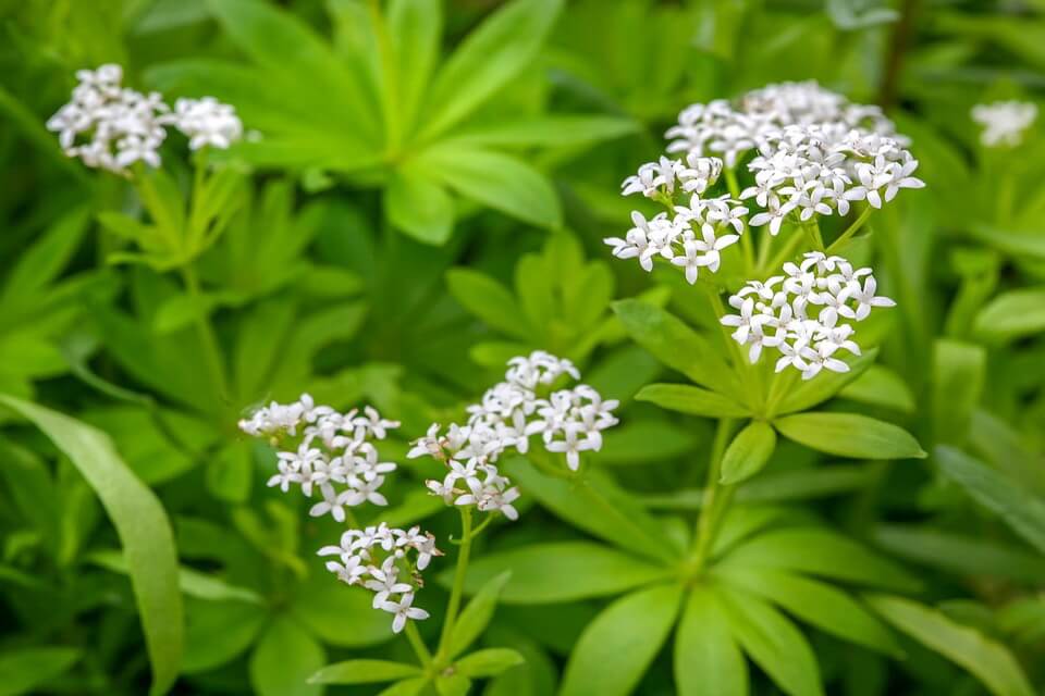 Болотні рослини з білими квітами - Підмаренник болотяний (Galium palustre)