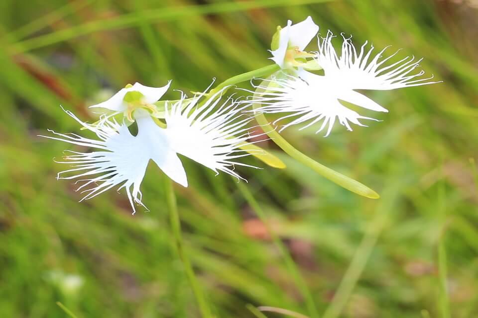 Красиві білі квіти з фото - Орхідея «Велика біла чапля» (Pecteilis radiata)