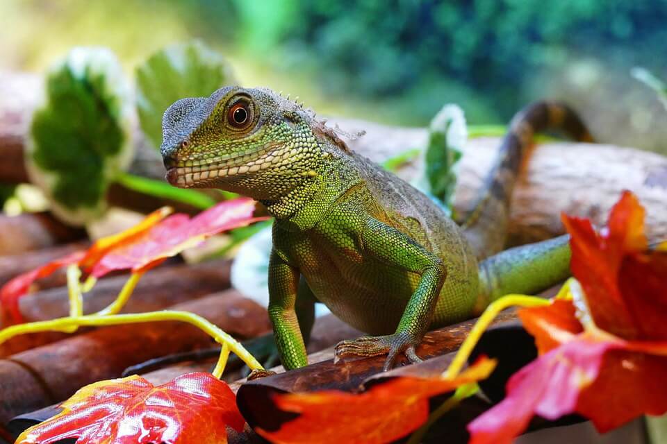 Ящірки зеленого кольору - кохінхінська водяна агама (Physignathus cocincinus)