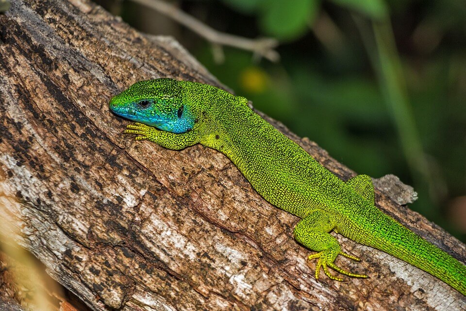 Ящірка зелена (Lacerta viridis)