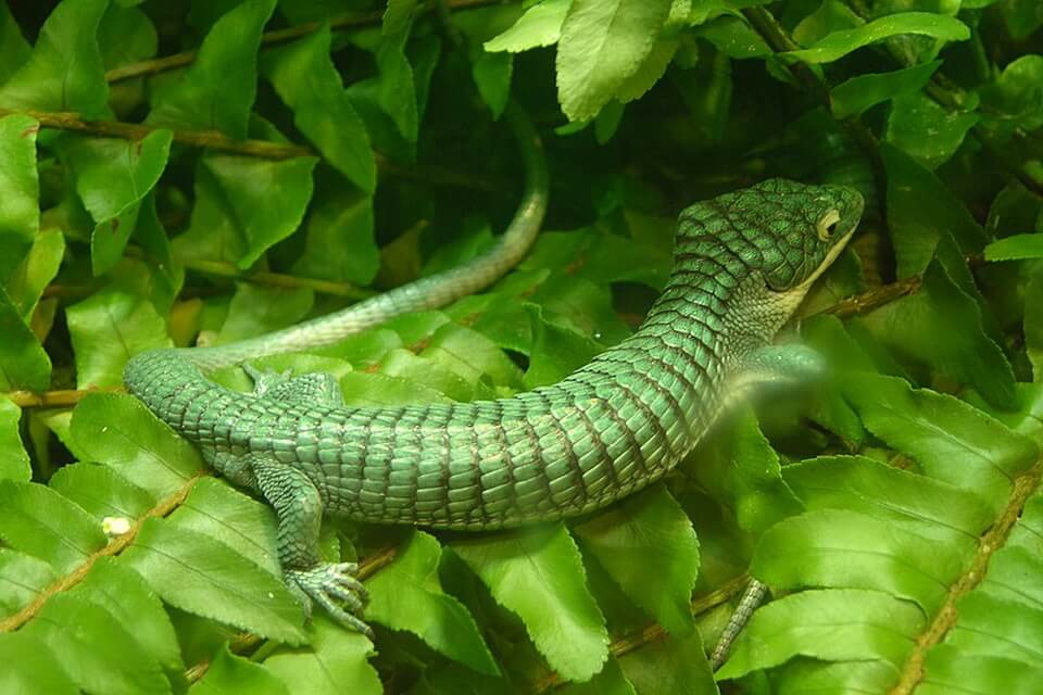 Ящірки зеленого кольору - мексиканська чи деревна абронія (Abronia graminea)