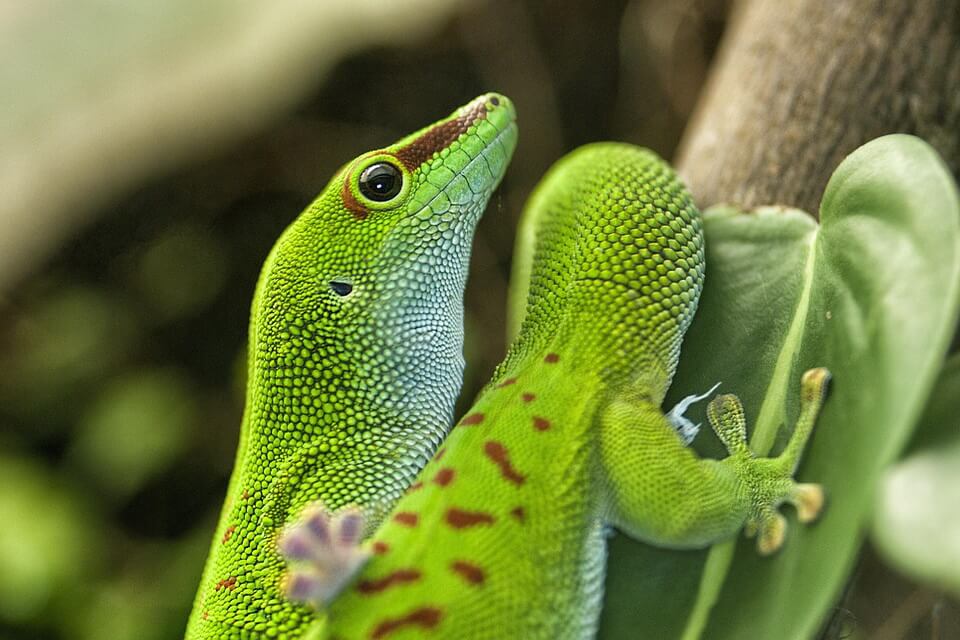 Зелені ящірки з фото - Великий мадагаскарський гекон (Phelsuma grandis)