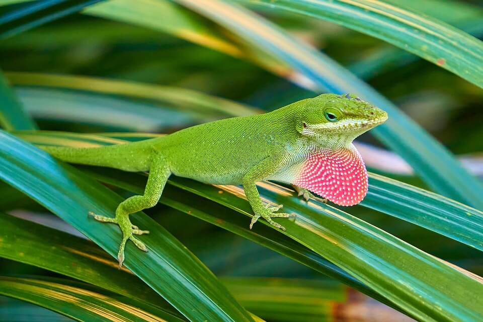 Зелені ящірки - аноліс каролінський (Anolis carolinensis)