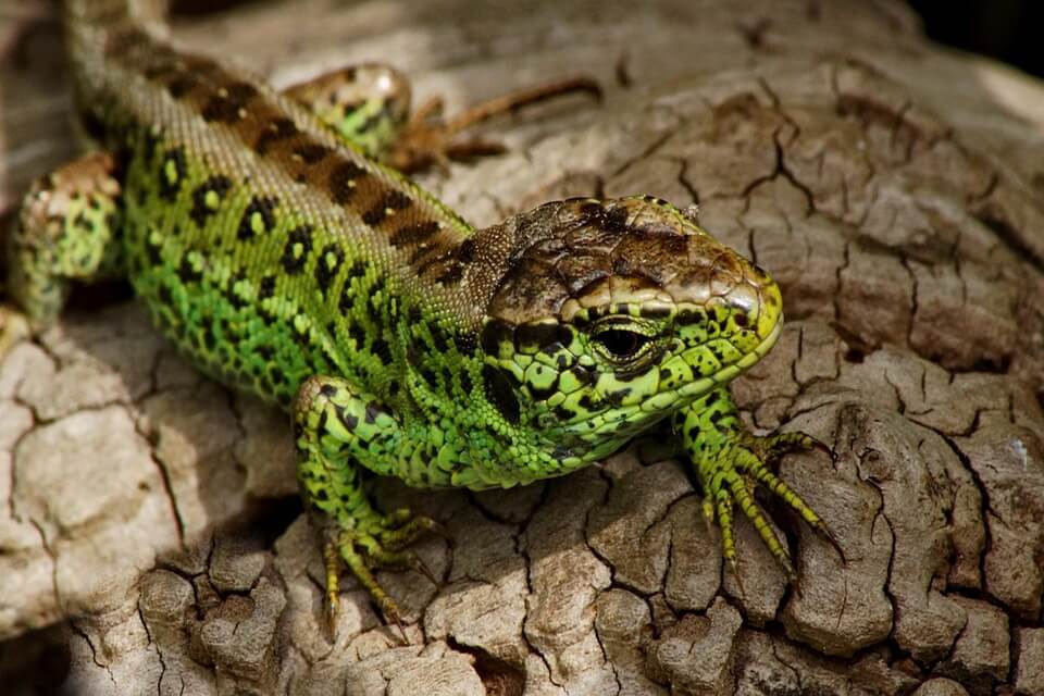 Прикрашена ящірка (Lacerta lepida)