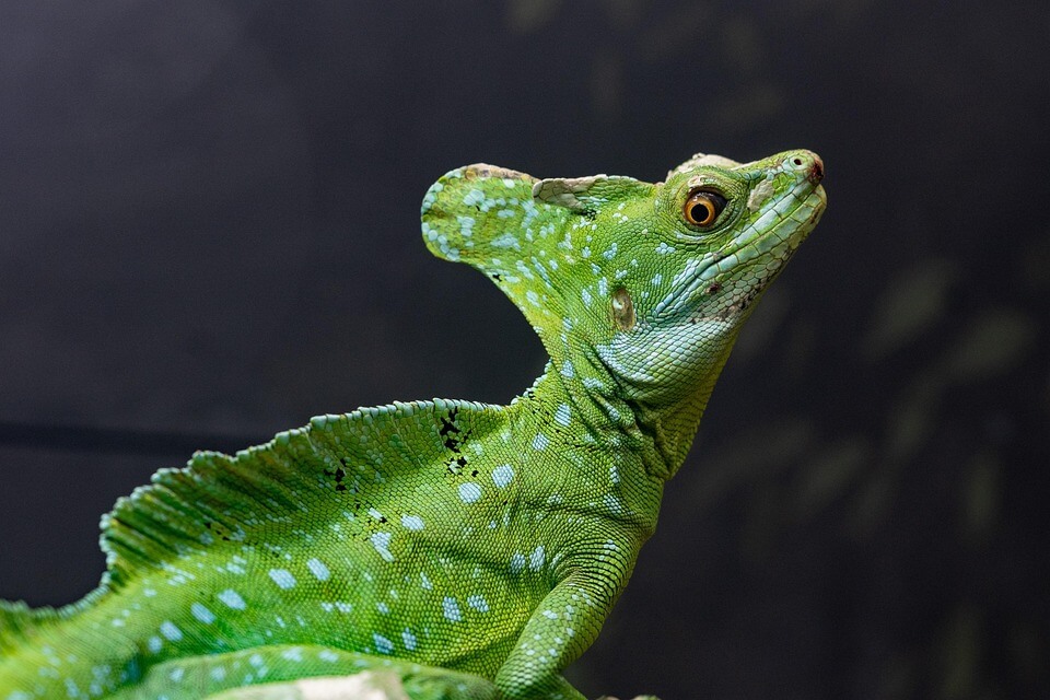Ящірки зеленого кольору - василіск звичайний василіск звичайний (Basiliscus basiliscus)