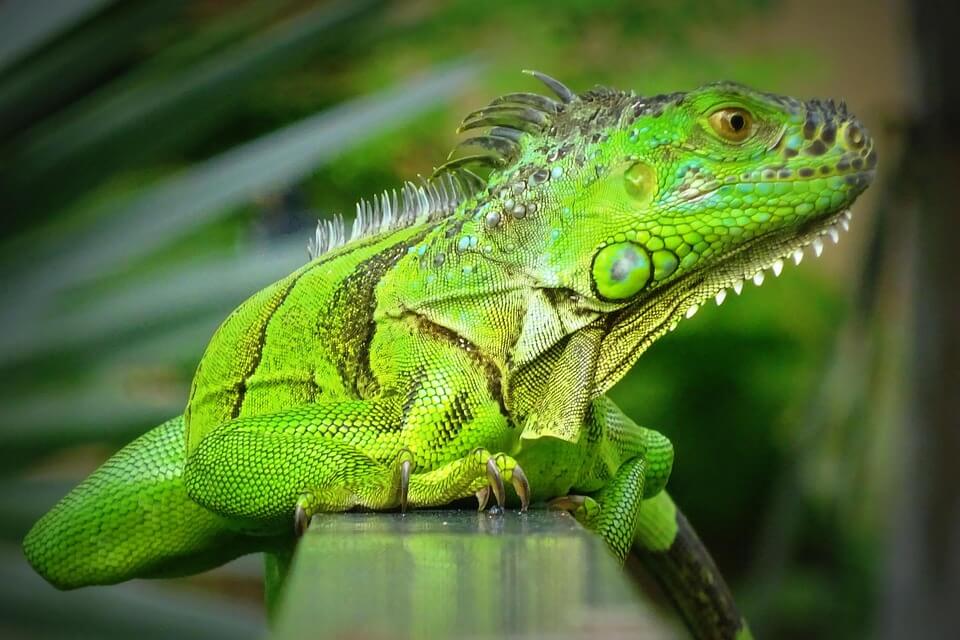 Зелені ящірки з фото - ігуана звичайна (Iguana iguana)