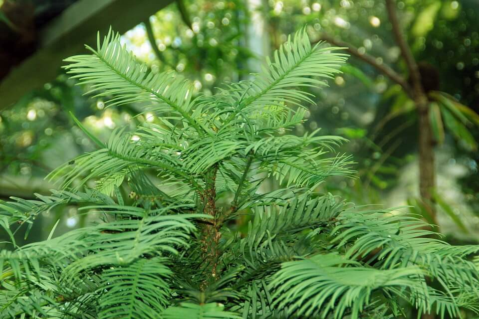 Рідкісні дерева з фото - волемія (Wollemia nobilis)