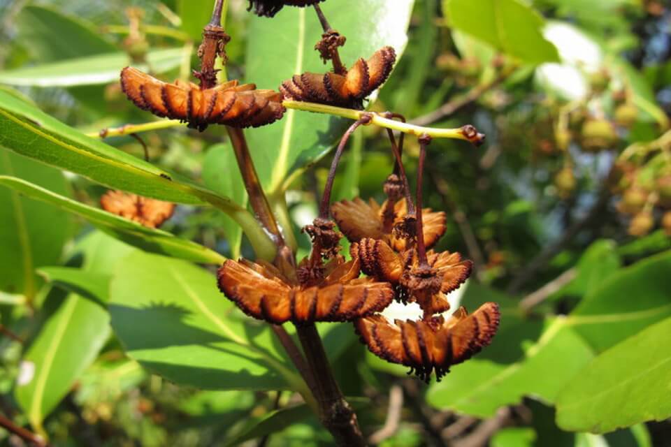 Рідкісні види дерев - медузагіна (Medusagyne oppositifolia)