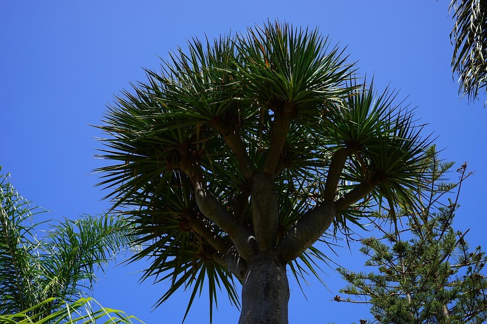 Рідкісні дерева - драцена драконова чи драконник (Dracaena draco)