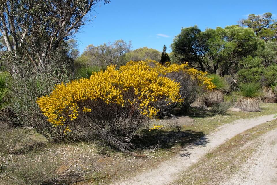 Види рідкісних дерев - акація Вітбелт (Acacia brachypoda)