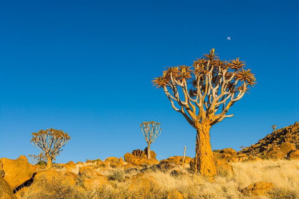 Рідкісні дерева з фото - сагайдачне дерево чи кокербом (Aloe dichotoma)