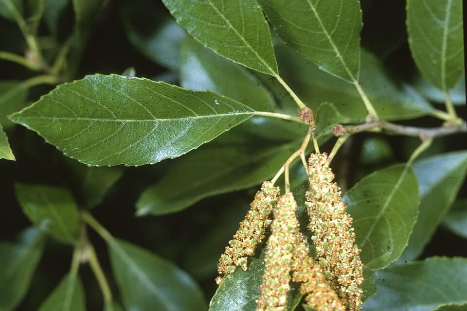 Види рідкісних дерев у світі - вільха приморська чи струмкова (Alnus maritima)