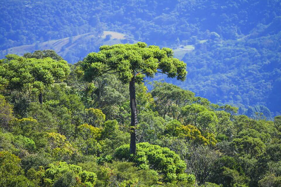 Рідкісні дерева - араукарія бразильська (Araucaria angustifolia)