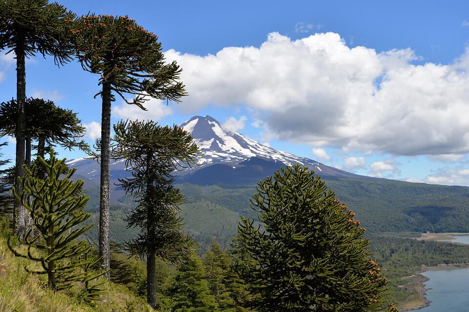 Види рідкісних дерев - араукарія чилійська (Araucaria araucana)