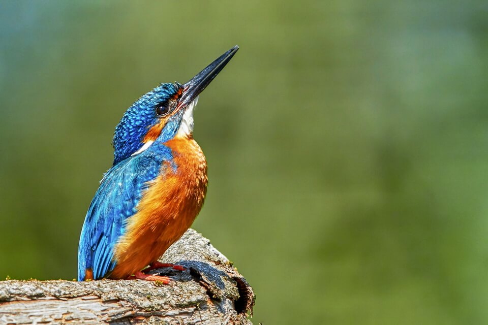 Рибалочка блакитний чи звичайний (Alcedo atthis) - фото та опис