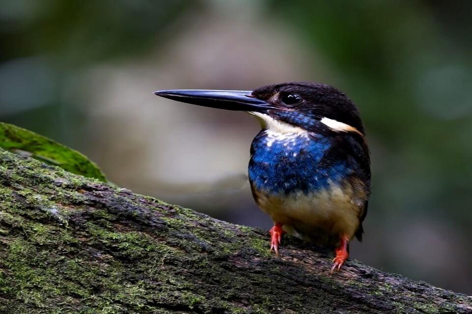 Рибалочка смугастоволий (Alcedo euryzona)