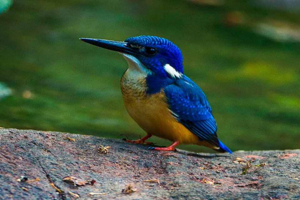 Птах рибалочка кобальтовий (Alcedo semitorquata)