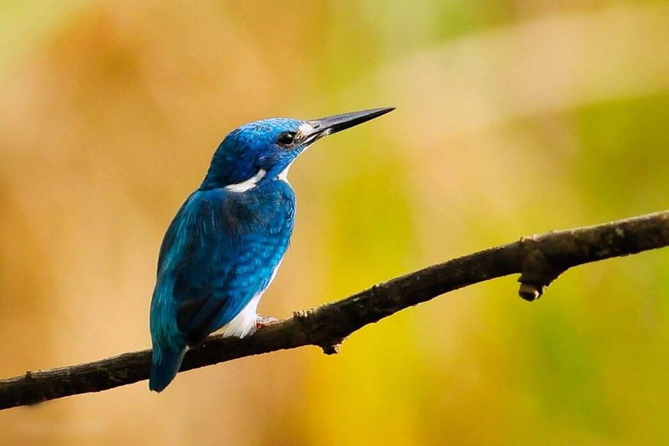 Птах рибалочка лазуровий (Alcedo coerulescens)