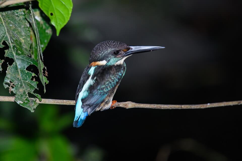 Рибалочка малазійський (Alcedo peninsulae)