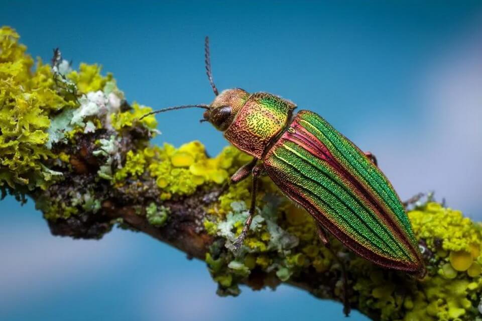 Де живуть златки