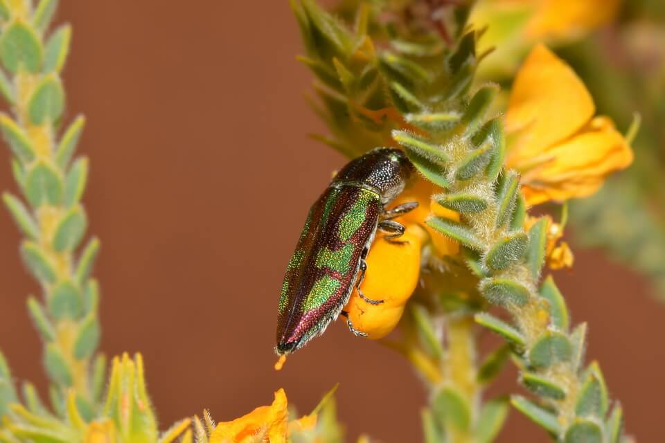 Що їсть жук златка