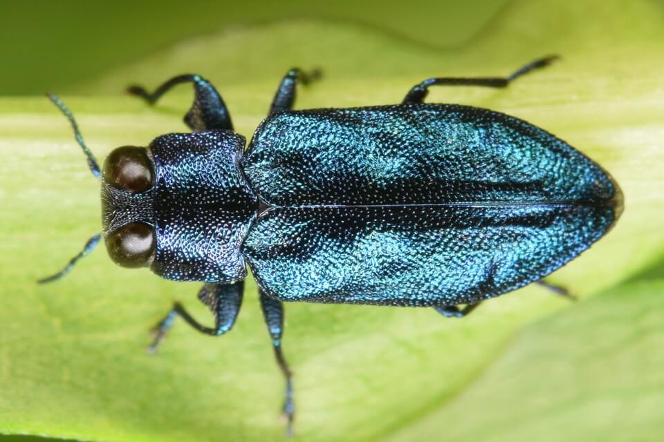 Як позбутися жуків златка