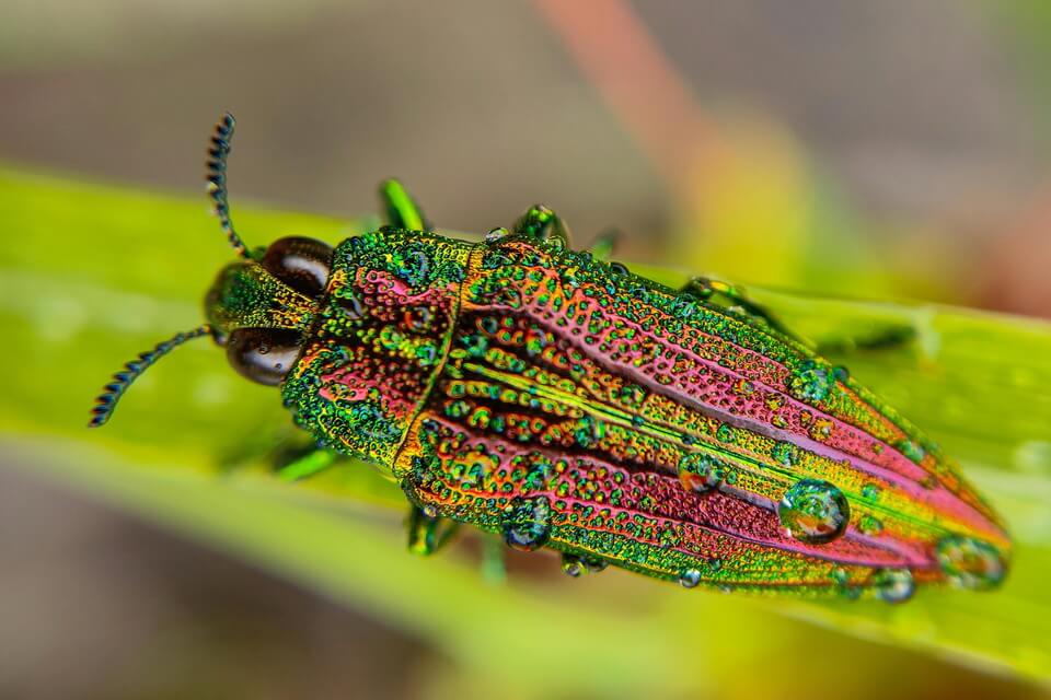 Жук златка - шкідник чи ні