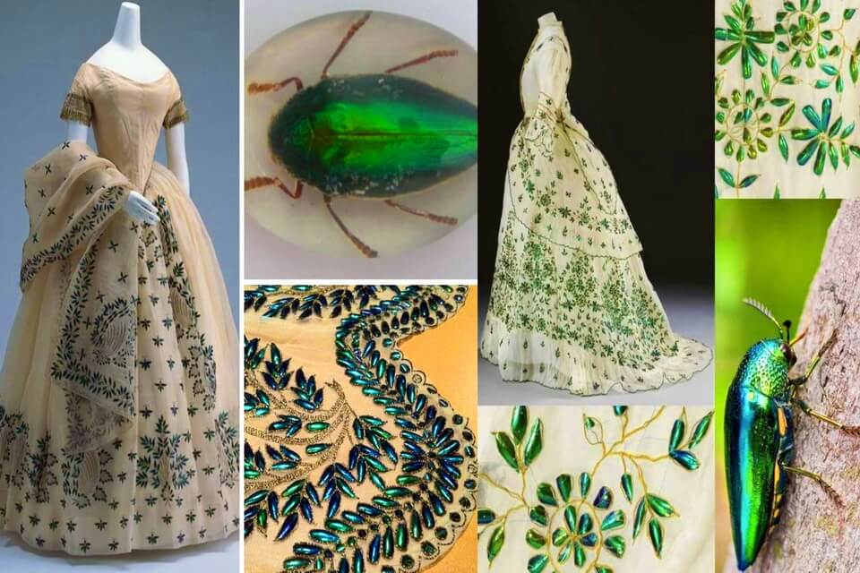 Цікаві факти про жуків златка