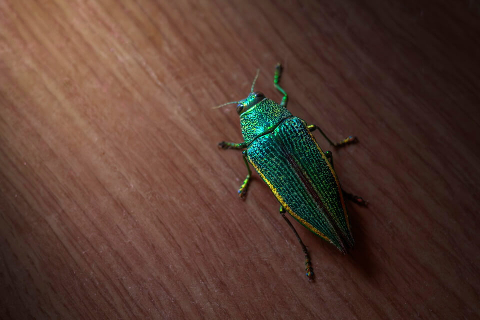 Жук златка - цікаві факти