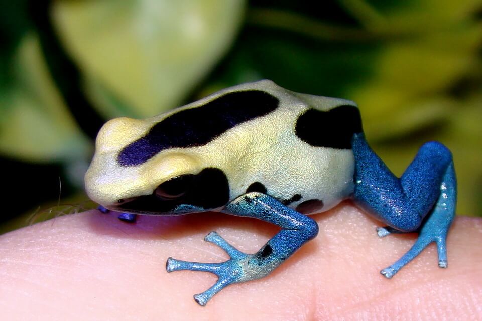 Дереволаз плямистий (Dendrobates tinctorius)