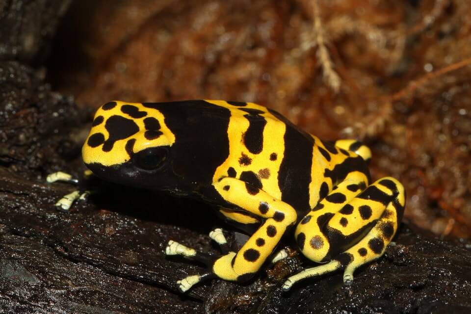 Дереволаз священний (Dendrobates leucomelas) - фото та опис