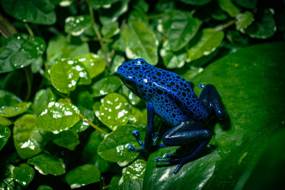 Блакитний дереволаз (Dendrobates azureus) - фото та опис
