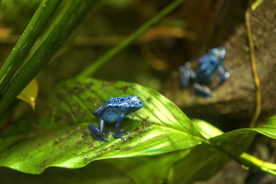 Що їдять дереволази