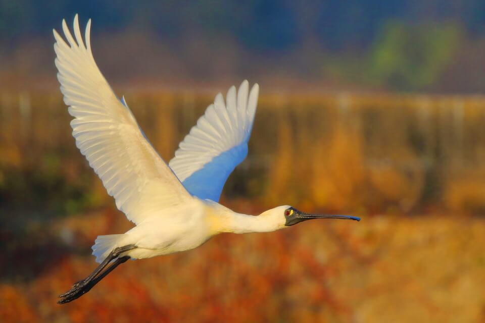 Косар малий - фото та опис