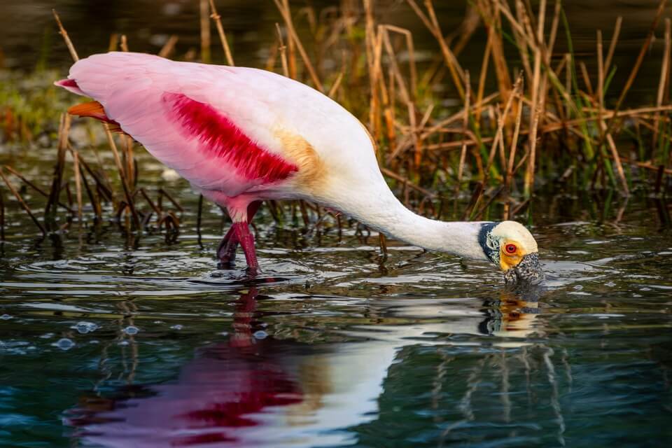Що їсть птах косар чи колпиця