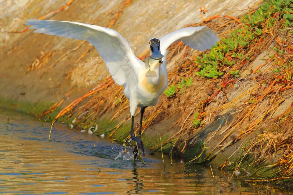 Що їсть косар (колпиця)