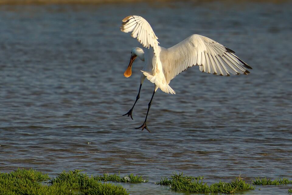 Поведінка та спосіб життя птаха косар