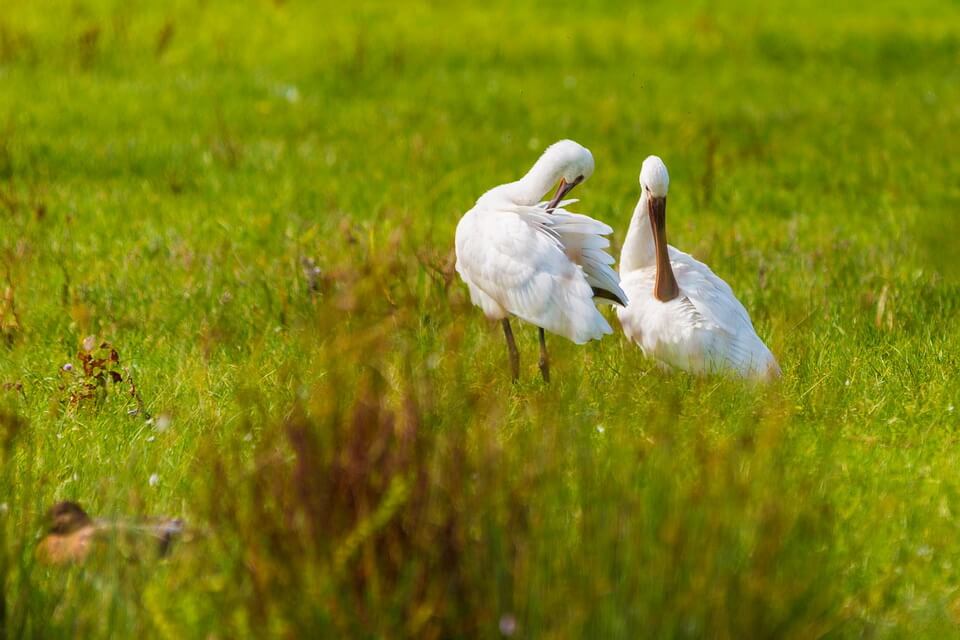 Розмноження косарів
