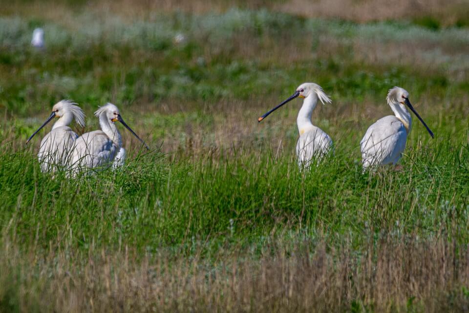 Косарі чи колпиці