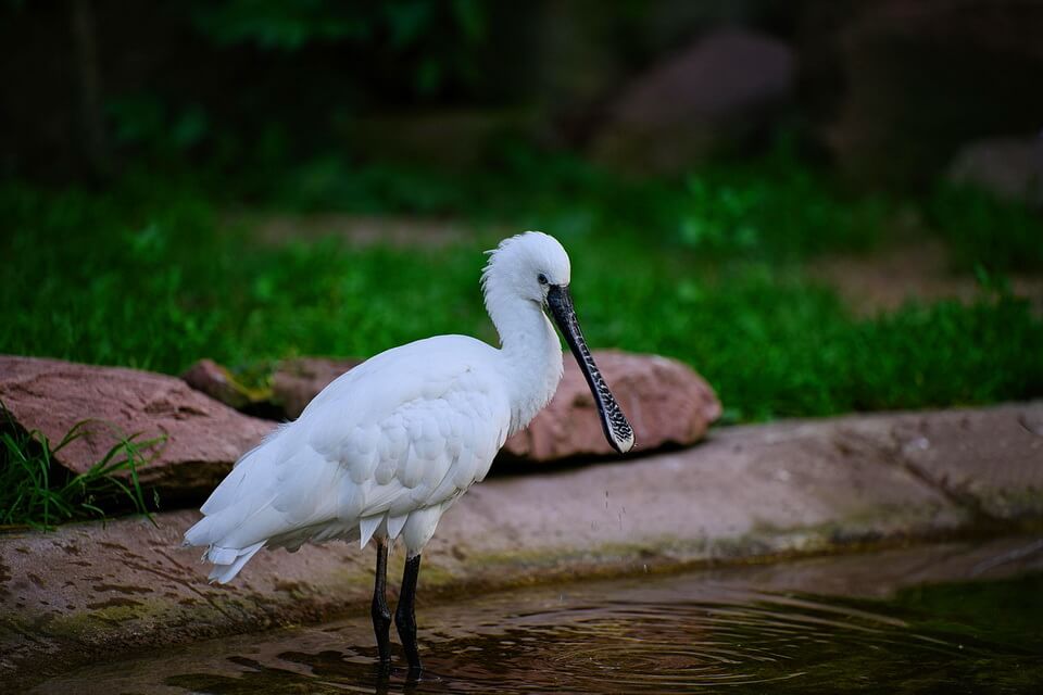 Тривалість життя птаха косар
